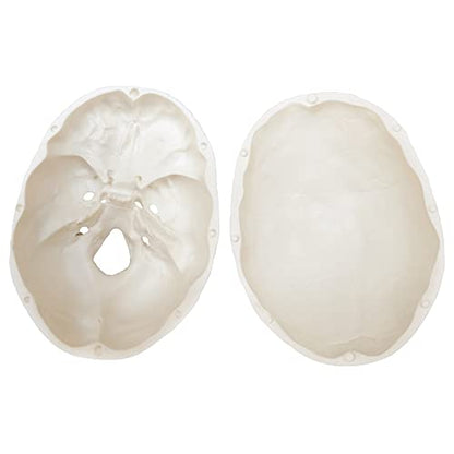 2026 New Human Skull Model, 3 Part With 2-Part Brain, Half Life Size