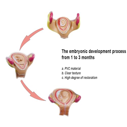 INTBUYING Education Model 8PCS Removable Human Anatomical Embryonic Development Nurse Study Human Pregnancy Development Process Model