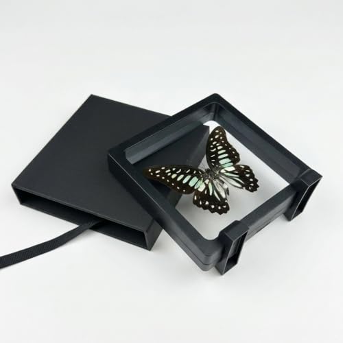 1pc Authentic Butterfly Specimen PE Film Suspension Box Modern Home Decor Gift for Teachers Biology Classroom Visual Aid (Graphium doson Butterfly) - color: Graphium Doson Butterfly