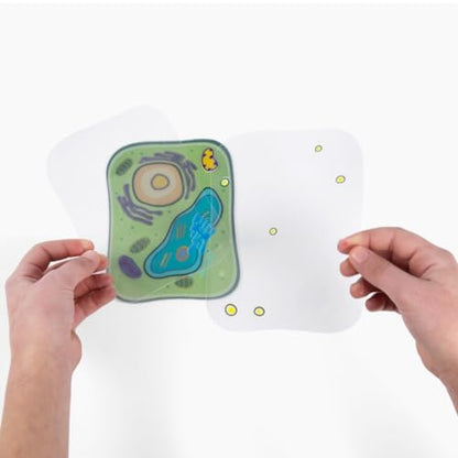 Roylco Plant Cell Model – Back to School STEM Kit for Kids, Transparent Plant Cell Building Set for Classroom Life Science Lessons & Hands-On Biology Activities