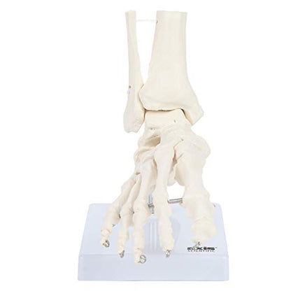 Axis Scientific Life-Size Human Skeletal Foot Model with Ankle