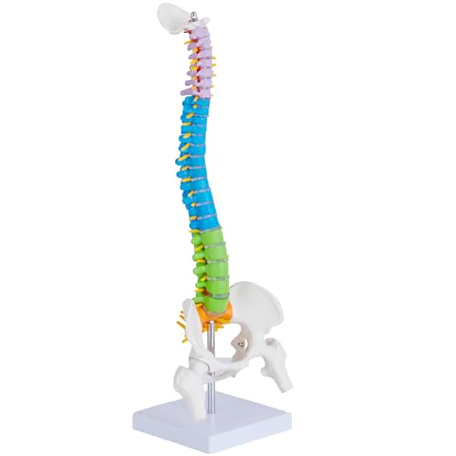Mini Spine Anatomy Model - 15.5’’ Miniature Human Color Spine Model with All Nerves for Medical Learning - Vertebra Spine Model for Instruction Teaching, Study and Display