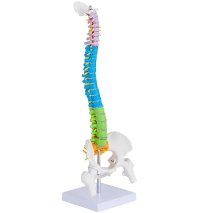 Mini Spine Anatomy Model - 15.5’’ Miniature Human Color Spine Model with All Nerves for Medical Learning - Vertebra Spine Model for Instruction Teaching, Study and Display