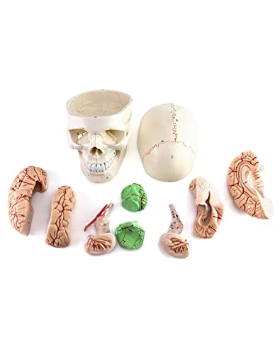 QWORK Human Skull and Brain Anatomy Model, 11 Parts, Life Size, Numbered, Anatomically Accurate, for Science Teaching Learning
