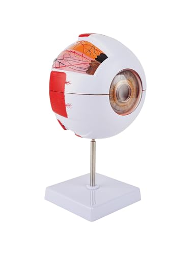 6X Enlarged Eyeball Model Detachable Eye Anatomy Model with Stand for Medical Science Education & Classroom Display