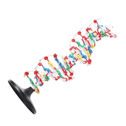 DNA Structure Model Plastic Educational DNA Model Teaching Equipment