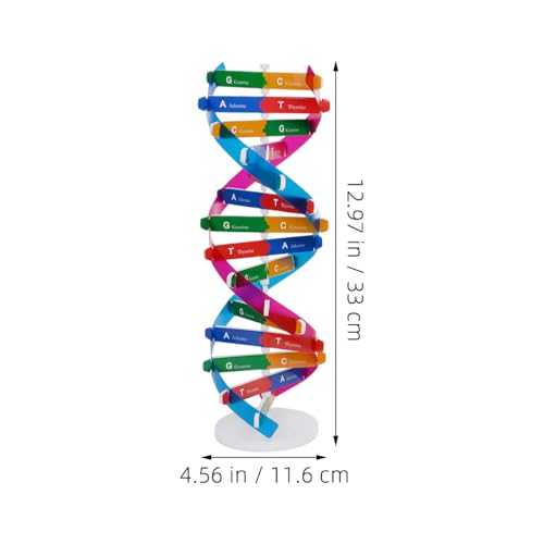DNA Model Kit 3Pcs DIY Double Helix Molecular Model for Biology