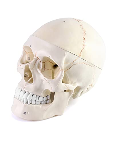 QWORK Human Skull and Brain Anatomy Model, 11 Parts, Life Size, Numbered, Anatomically Accurate, for Science Teaching Learning