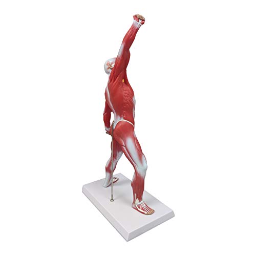 Ultrassist Human Muscle Anatomy Model, 20-Inch Figure