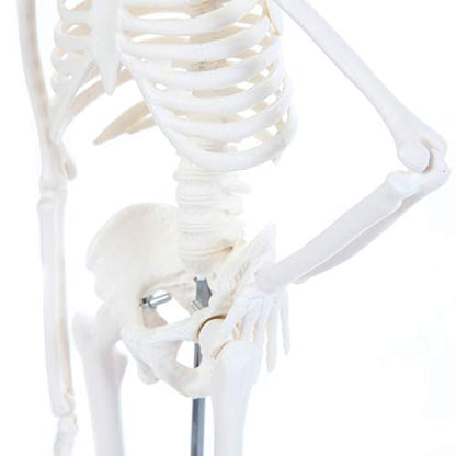 Anatomy Lab Human Skeleton Model, 19" Desktop Skeleton Has Movable Arms and Legs, Details Basic Human Skeletal System with Display Stand