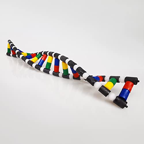 iplusmile DNA Double Helix Structure Models Kit Biological Science Popularization Teaching Aid for DNA Assembling, Educational Learning for School Student