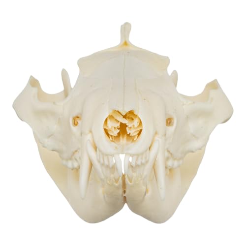 Skulls Unlimited Real Small Animal Skull Specimens - Educational Osteology Display – Multiple Species Available Skulls Unlimited Real Opossum Skull – Small Mammal Osteology Specimen