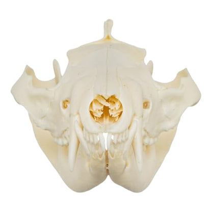 Skulls Unlimited Real Small Animal Skull Specimens - Educational Osteology Display – Multiple Species Available Skulls Unlimited Real Opossum Skull – Small Mammal Osteology Specimen