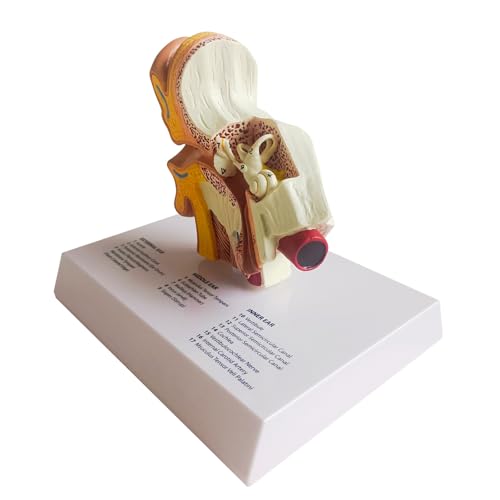 Human Ear Model, Life-Size Ear Anatomy Model, Outer, Middle & Inner Ear with Removable Base for Medical & 4D Science Education