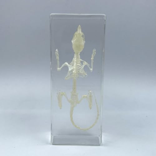Real Mouse Skeleton Specimens in Resin Paperweight Crafts, Animal Taxidermy Collection for Science Education & Desk Ornament (Mouse Skeleton) - color: Mouse Skeleton