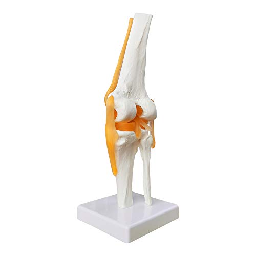 EVOTECH SCIENTIFIC Human Functional Knee Joint Model w/Ligament, Life Size