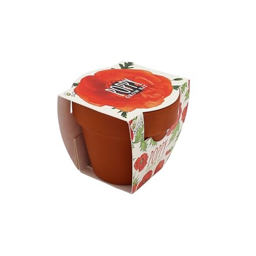 BUZZY Seeds Poppy Grow Kit 12-Pack, Mini Terracotta Pots, Indoor/Outdoor - color: 12pk Poppy