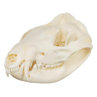 Skulls Unlimited Real Small Animal Skull Specimens - Educational Osteology Display – Multiple Species Available Skulls Unlimited Real Opossum Skull – Small Mammal Osteology Specimen