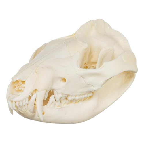 Skulls Unlimited Real Small Animal Skull Specimens - Educational Osteology Display – Multiple Species Available Skulls Unlimited Real Opossum Skull – Small Mammal Osteology Specimen