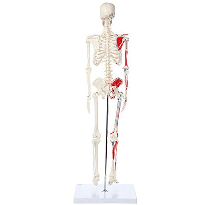 Axis Scientific Mini Human Skeleton Model with Metal Stand, 31" Tall, Painted and Numbered Muscle Insertion and Origin Points, Product Manual for Study
