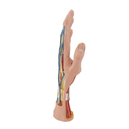 3B Scientific M18 Internal Hand Structure Model 3-Part - 3B Smart Anatomy