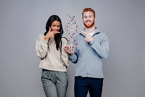 DNA Model Set