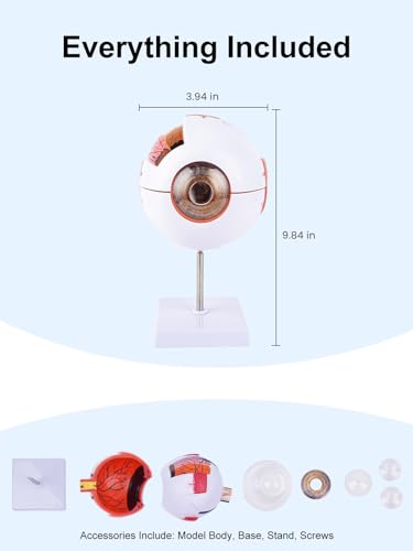6X Enlarged Eyeball Model Detachable Eye Anatomy Model with Stand for Medical Science Education & Classroom Display