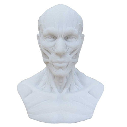 Human Head Muscle Anatomical Model, Facial Bust for Drawing Study White - color: White