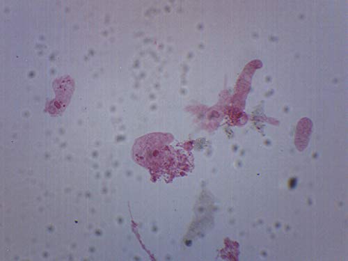 EISCO Amoeba Proteus, Whole Mount - Prepared Microscope Slide - 75 x 25mm - Biology & Microscopy - size: Single Slide