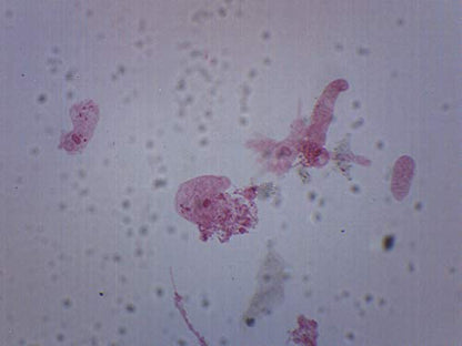 EISCO Amoeba Proteus, Whole Mount - Prepared Microscope Slide - 75 x 25mm - Biology & Microscopy - size: Single Slide