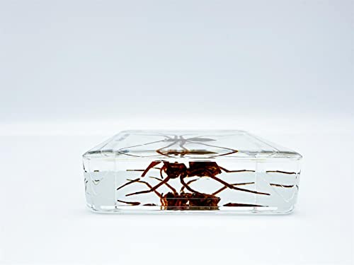 Resin Insects, Insect Specimens(butterfly, Dragonfly,Cricket, Chrysanthemum, Spider) Resin Preservation, Resin Amber for Children's Science Education, Collection (Water spider)