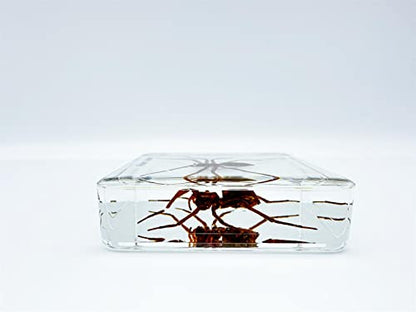 Resin Insects, Insect Specimens(butterfly, Dragonfly,Cricket, Chrysanthemum, Spider) Resin Preservation, Resin Amber for Children's Science Education, Collection (Water spider)