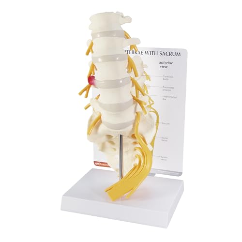 GPI Anatomicals 5-Piece Vertebrae Model with Sacrum, Spine Model - style: 5-Piece Vertebrae Model with Sarcum
