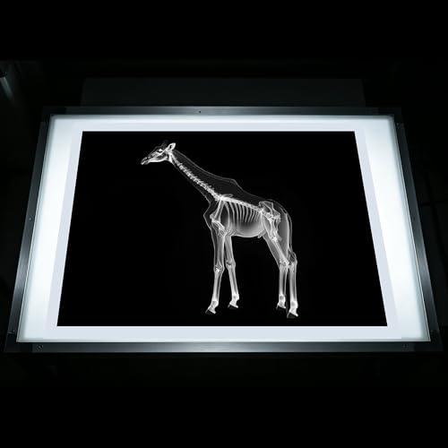 Thematic Animal X-Rays, Set of 16, Simulation Specimen, Science Education Materials for Kindergarten & Preschool, Light Table Accessories, Montessori & Reggio-Inspired (Zoo Animals) - color: Zoo animals