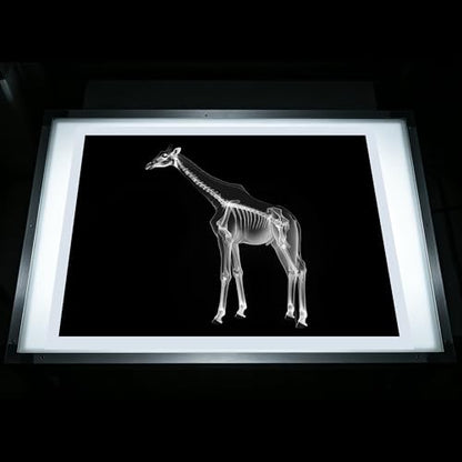 Thematic Animal X-Rays, Set of 16, Simulation Specimen, Science Education Materials for Kindergarten & Preschool, Light Table Accessories, Montessori & Reggio-Inspired (Zoo Animals) - color: Zoo animals