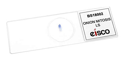 25pk Onion Mitosis, Prepared Microscope Slides - 75 x 25mm - Classroom Pack, 25 Slides in Storage Case - Plant Mitosis, Introductory Microscopy - Eisco Labs