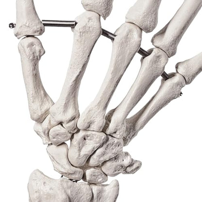 Human Hand Anatomical Skeleton Model with Articulated Joints