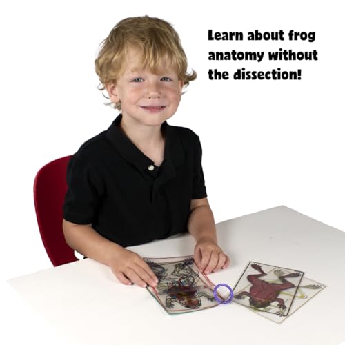 Roylco FrogXplore See-Through Frog Anatomy Kit, Ages 5+
