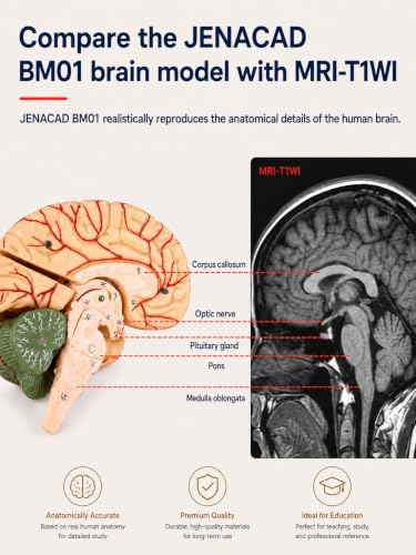 Human Brain Model, 41 Numbered Brain Anatomy Model, Life-Size, 8 Parts