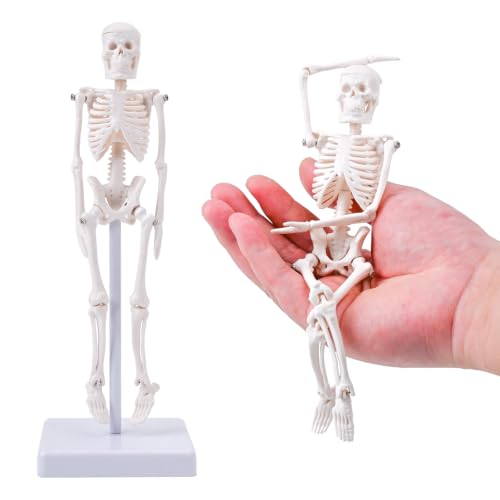 7.8" Mini Human Skeleton Model for Anatomy Learning, Small Anatomical Figure with Movable Joints for Student Teaching, Desk Display & Halloween Decor - size: 7.8 inches