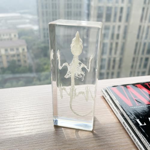 Real Mouse Skeleton Specimens in Resin Paperweight Crafts, Animal Taxidermy Collection for Science Education & Desk Ornament (Mouse Skeleton) - color: Mouse Skeleton