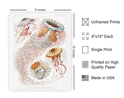 Poster Master Discomedusae Print - Ernst Haeckel Poster - Jellyfish Art - Marine Life Wall Design - Gift for Men & Women - Aquatic Decor for Dorm, Library or Classroom - 8x10 UNFRAMED Wall Art - color: Style-18, size: 8"L x 10"W