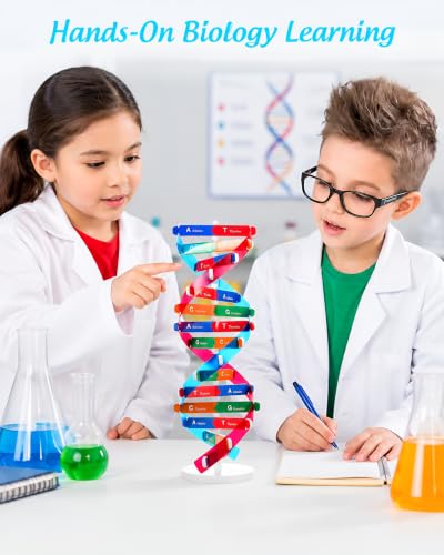 NUOBESTY DNA Model Kit Double Helix Structure Model 13 in - size: 37.00X11.60X11.60CM
