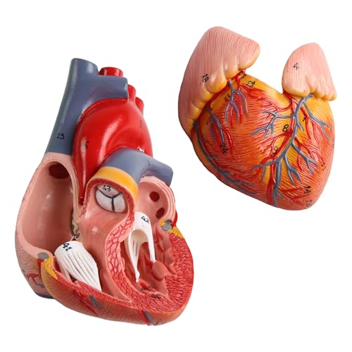 Life Size Anatomical Heart Model 34 Anatomically Structures PVC Material - color: Heart Model