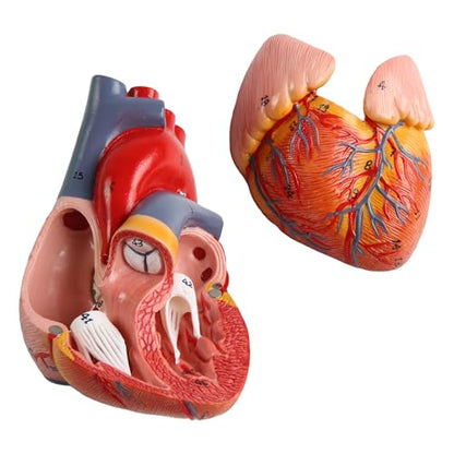 Life Size Anatomical Heart Model 34 Anatomically Structures PVC Material - color: Heart Model