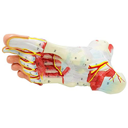 Generies Natural Large Foot Anatomical Model 9 Parts with 81 Digital Signs