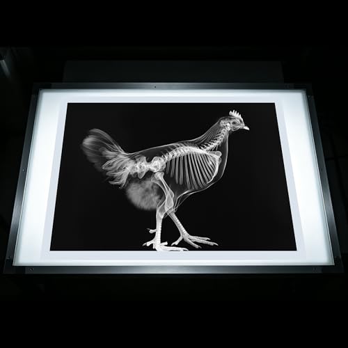 Thematic Animal X-Rays, Set of 16, Simulation Specimen, Science Education Materials for Kindergarten & Preschool, Light Table Accessories, Montessori & Reggio-Inspired (Farm Animals) - color: Farm animals