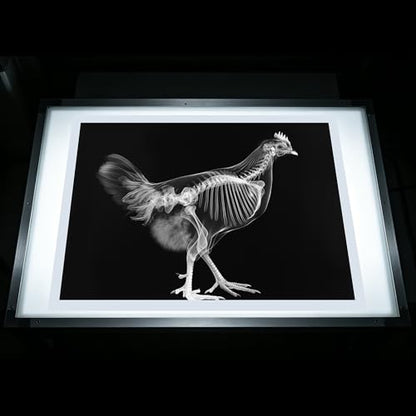 Thematic Animal X-Rays, Set of 16, Simulation Specimen, Science Education Materials for Kindergarten & Preschool, Light Table Accessories, Montessori & Reggio-Inspired (Farm Animals) - color: Farm animals