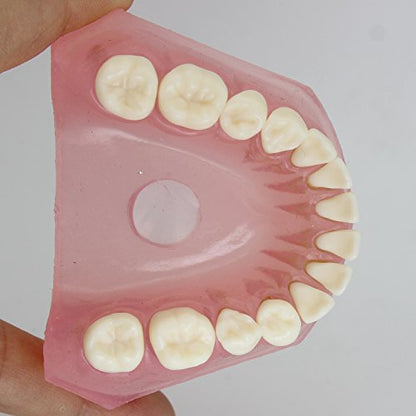 Dental Implant Teeth Model with Removable Teeth for Dental Professionals and Students