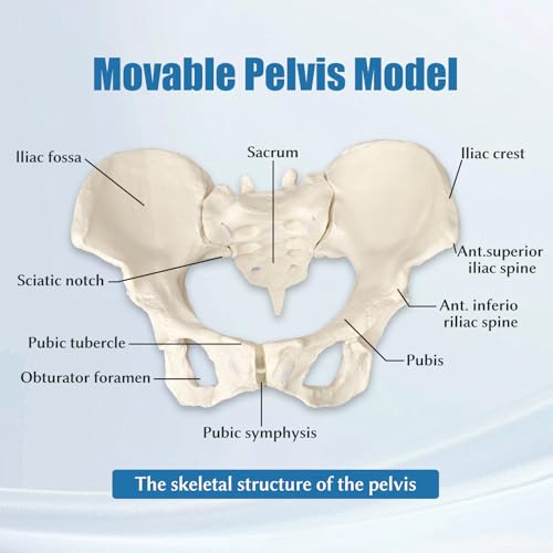 Female Pelvis Model On Elastic, 2/3 Life Size Female Pelvic Skeleton Model W/Bungee Anatomy Medical for Obstetrics Gynecology Patient Communication Orthopedic Studying School Teaching Display - size: Life Size Pelvis Model